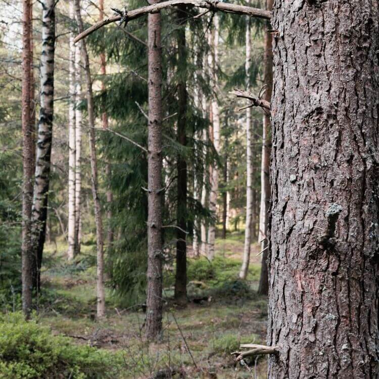 Wald